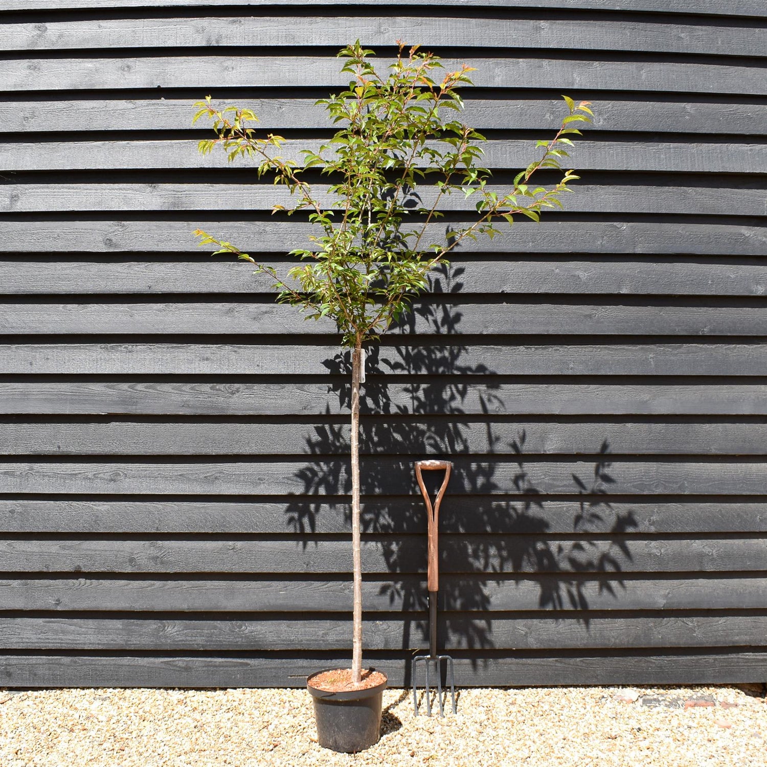 Cherry 'Okame' | Prunus 'Okame' - Clear Stem 120cm - Girth 6-8cm - Height 170-200cm - 10lt