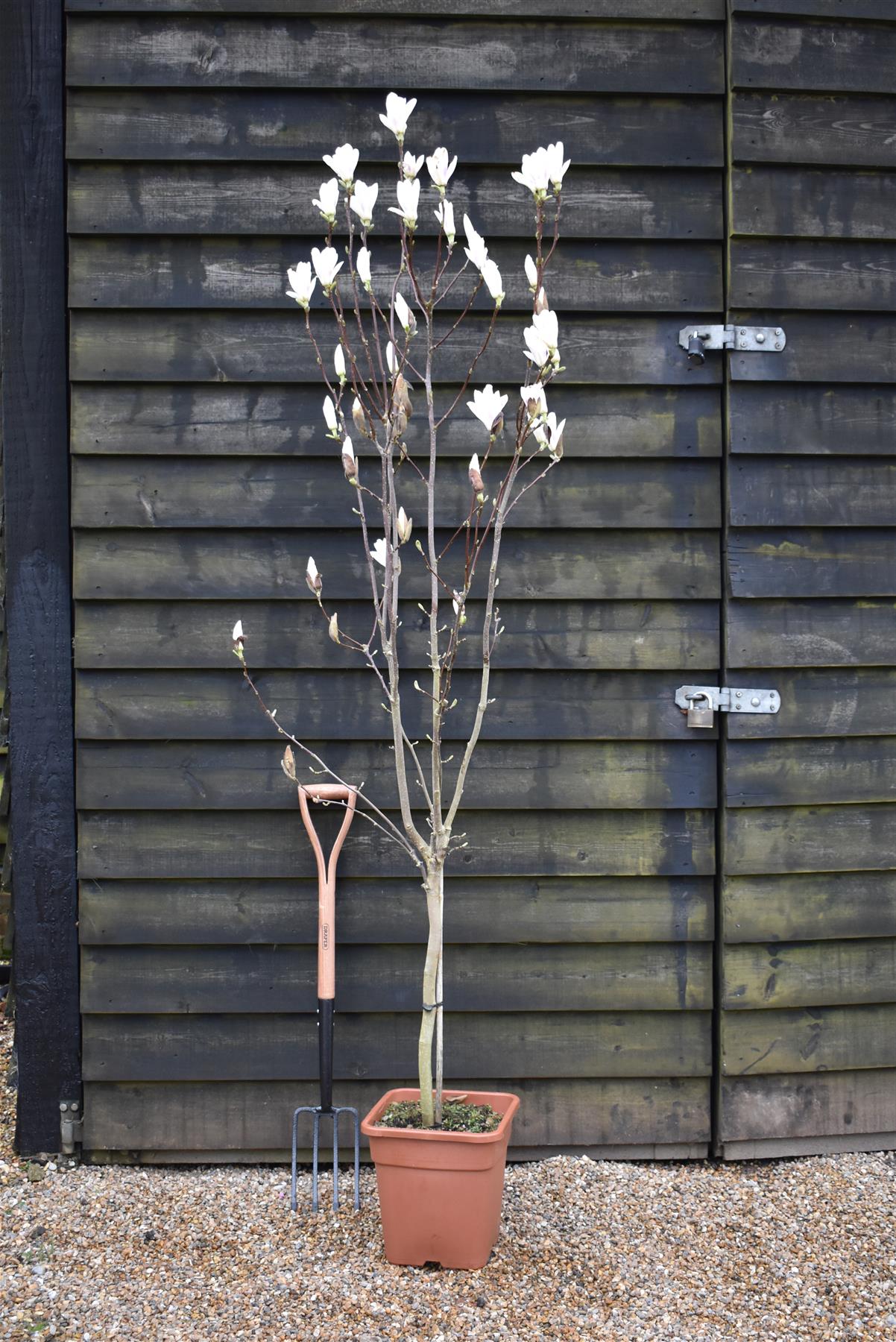 Magnolia Soulangeana 'Alba' | Saucer magnolia - 1/4 Standard - 160-200cm