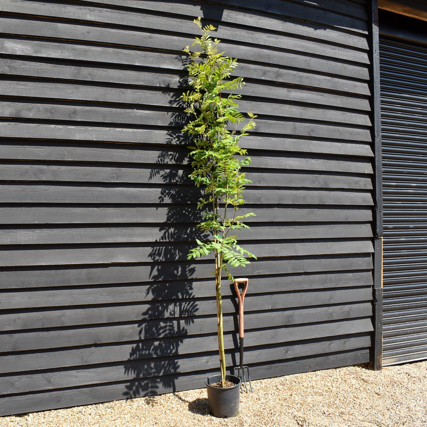 Sorbus hupehensis | Hupeh Mountain Ash - 160-180cm - 12lt