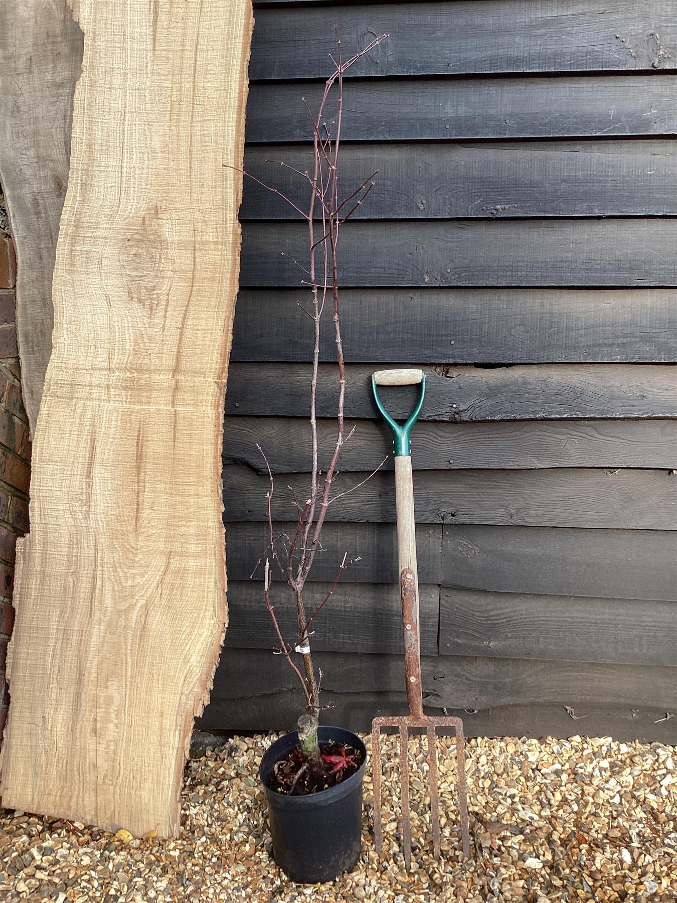 Acer palmatum 'Bloodgood' | Bloodgood Japanese Maple - 100-150cm, 5lt