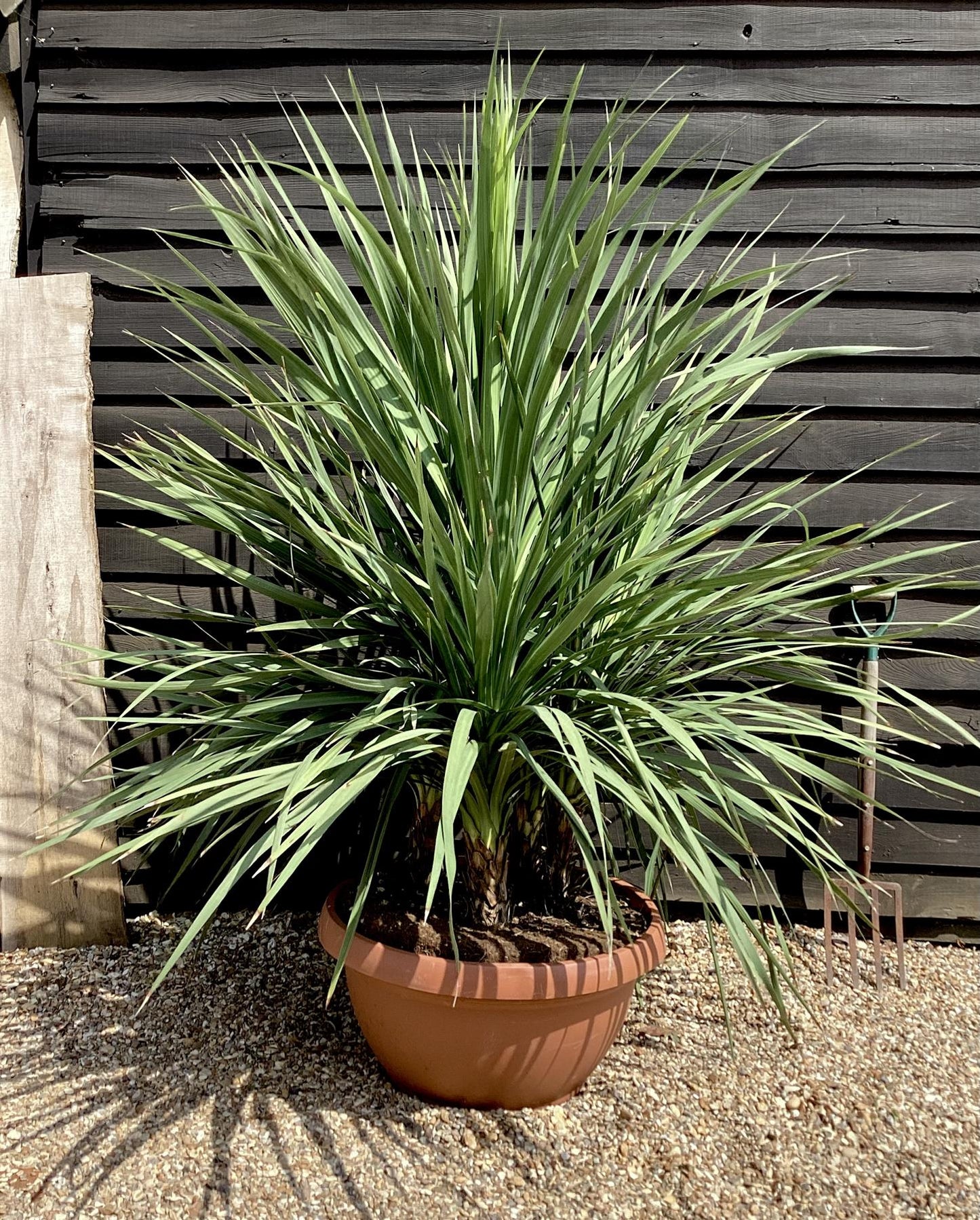 Cordyline australis (cabbage palm) | New Zealand Cabbage Palm - Bowl - Multistem x 3-4 - Stem 20-30cm - Height 110-130cm - 90lt