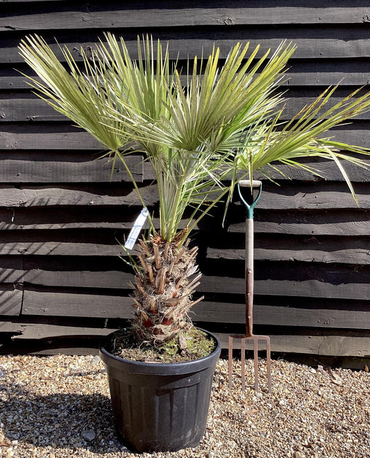 Chamaerops humilis | European Dwarf Fan Palm - 110-160cm, 50lt