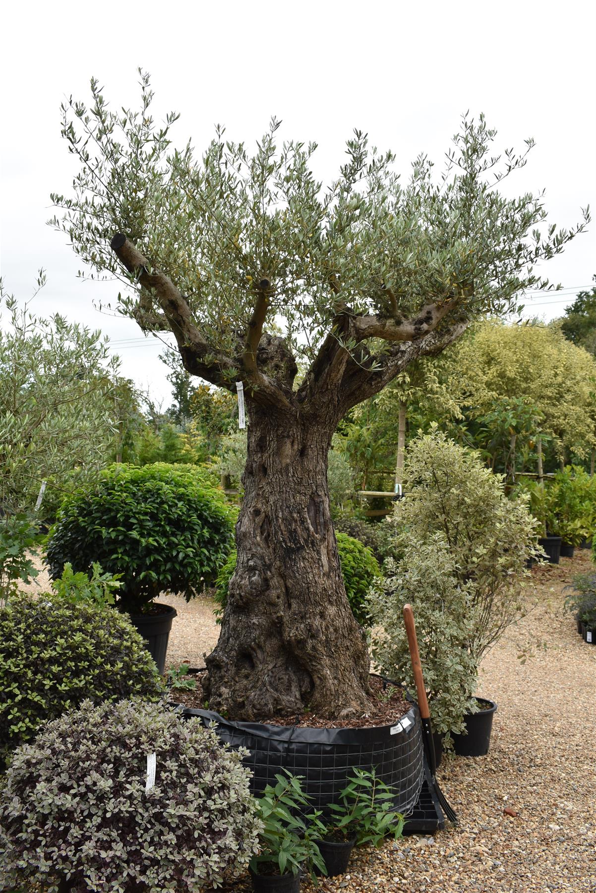 Olive Tree | Olea Europea 1/2 Std 4 Branch - 265-275cm, 400lt