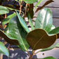 Magnolia grandiflora Praecox Goliath | Evergreen Magnolia- Girth 10-12cm - Height 350-400cm - 45lt