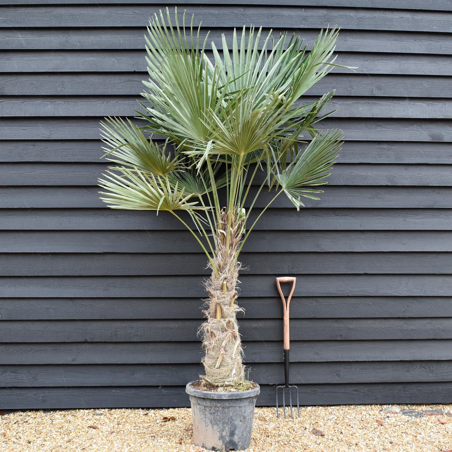 Trachycarpus fortunei - Stem 70-80cm -  Height 210-250cm - 45lt