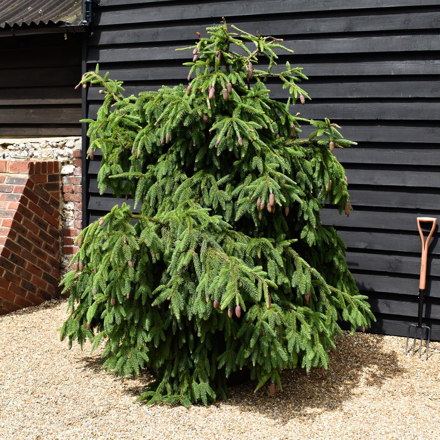 Picea abies 'Acrocona' - Height 160cm - Height to Ground 220cm- 230lt
