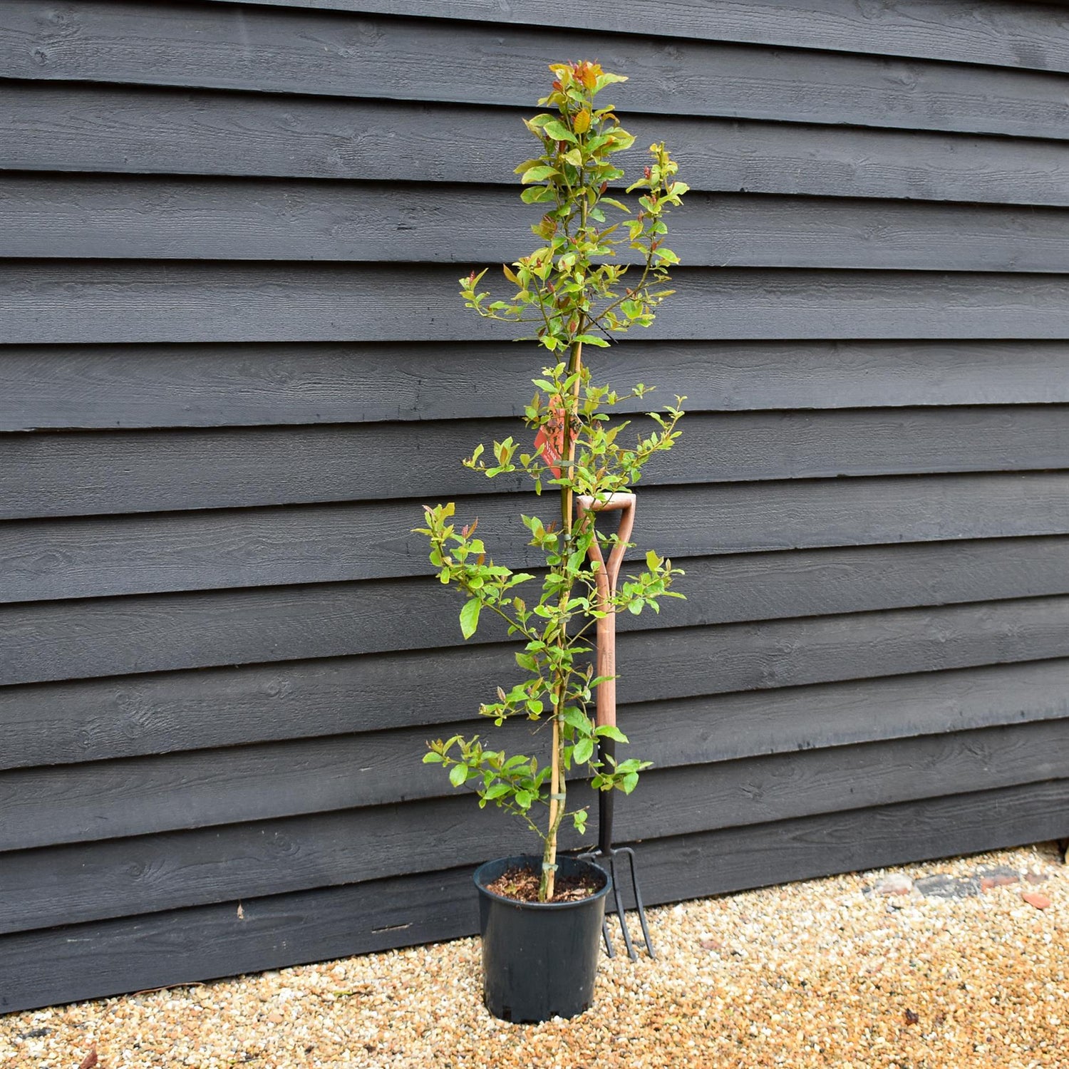 Nyssa sylvatica | Black Gum Tree - Height 150-180cm - 10lt