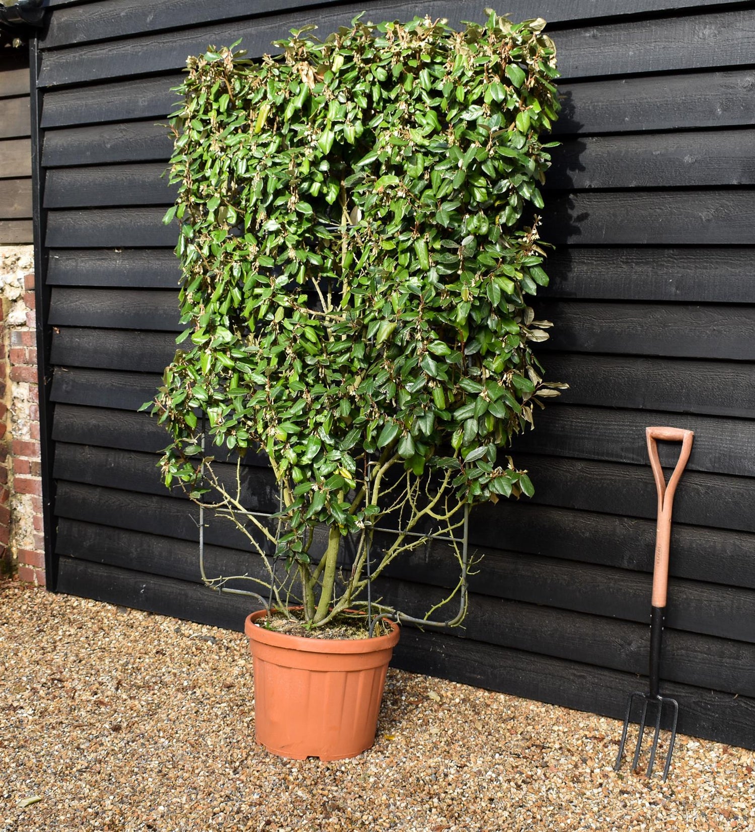Elaeagnus ebbingei - Espalier/Pleached Metal Frame 140x100cm - 45lt