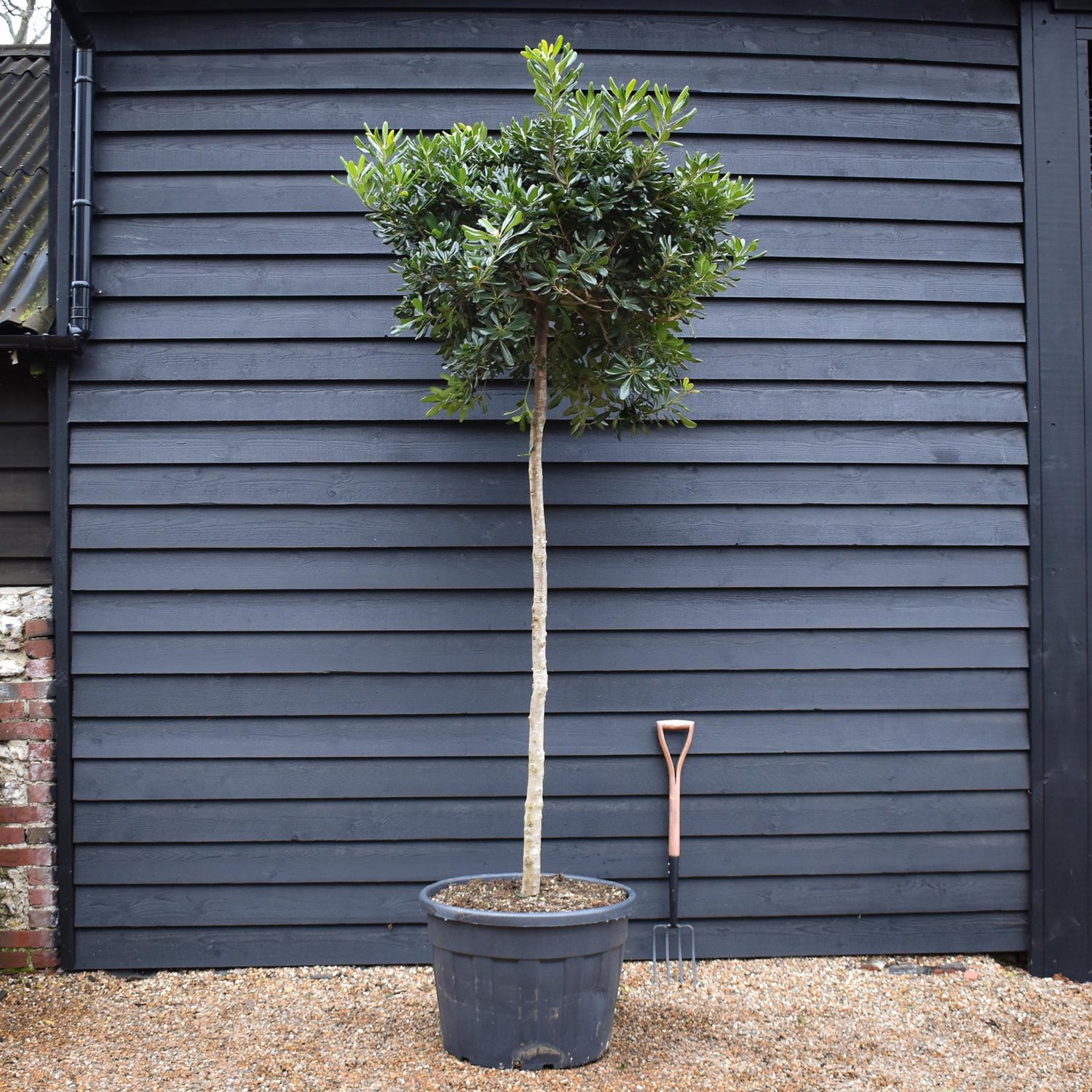 Pittosporum tobira | Austrian laurel - Clear Stem 180cm - Girth 14-16cm - Height 250-260cm, 130lt