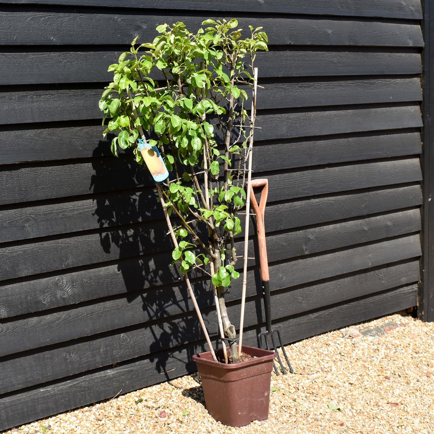 Pear tree 'Passa Crassane' | Pyrus communis  - Frame - Height 140-150cm - 15lt