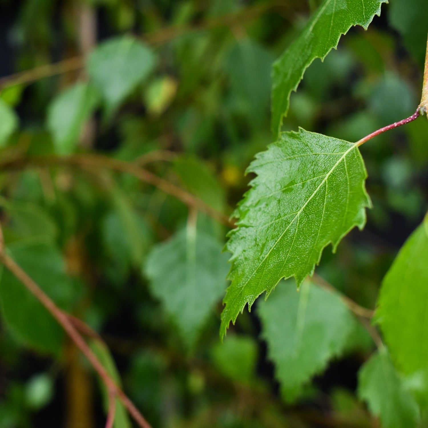 Betula Pendula | European White Birch - Height 180-280cm - 12lt