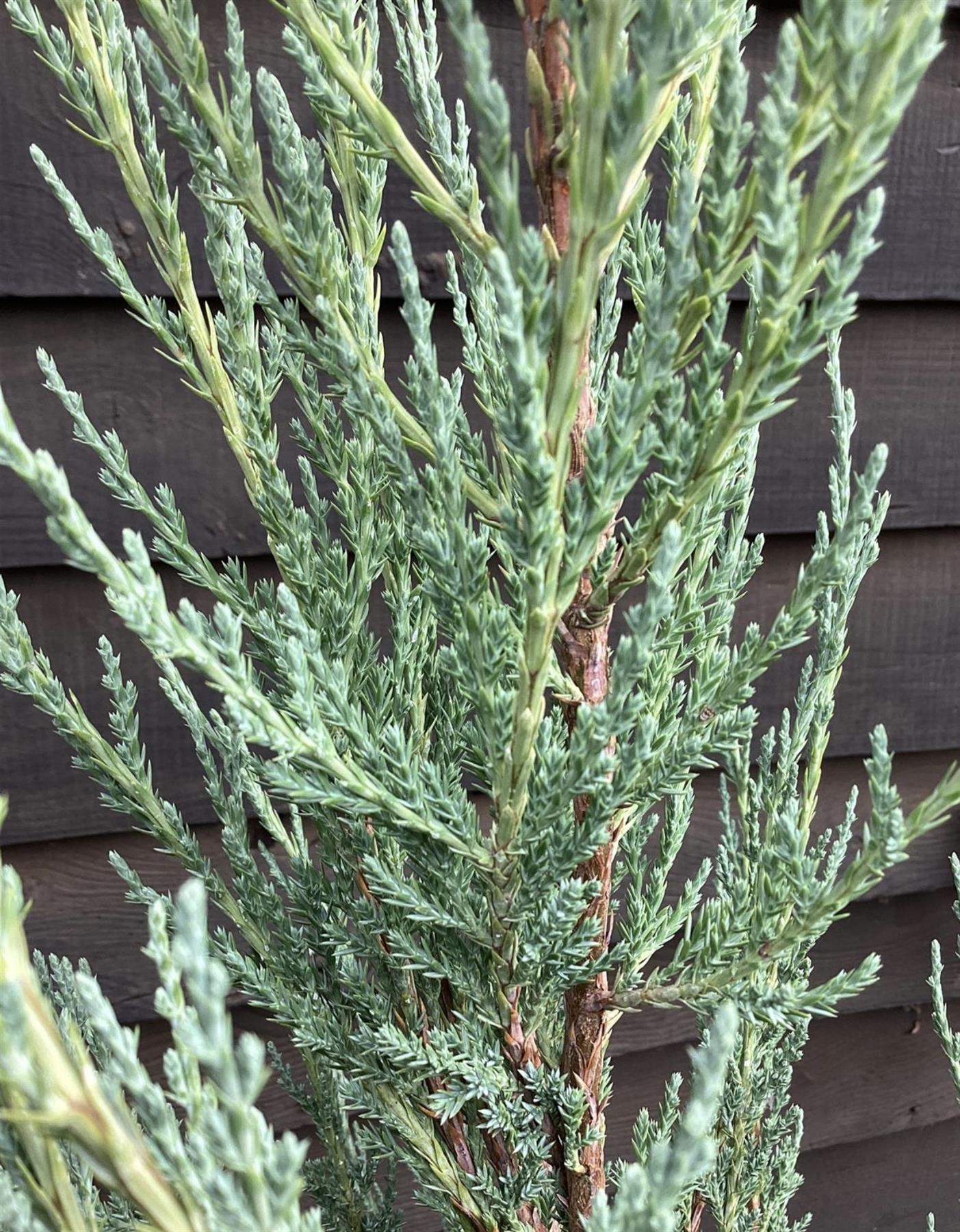Juniperus scopulorum 'Blue Arrow' - 100/120cm, 10lt