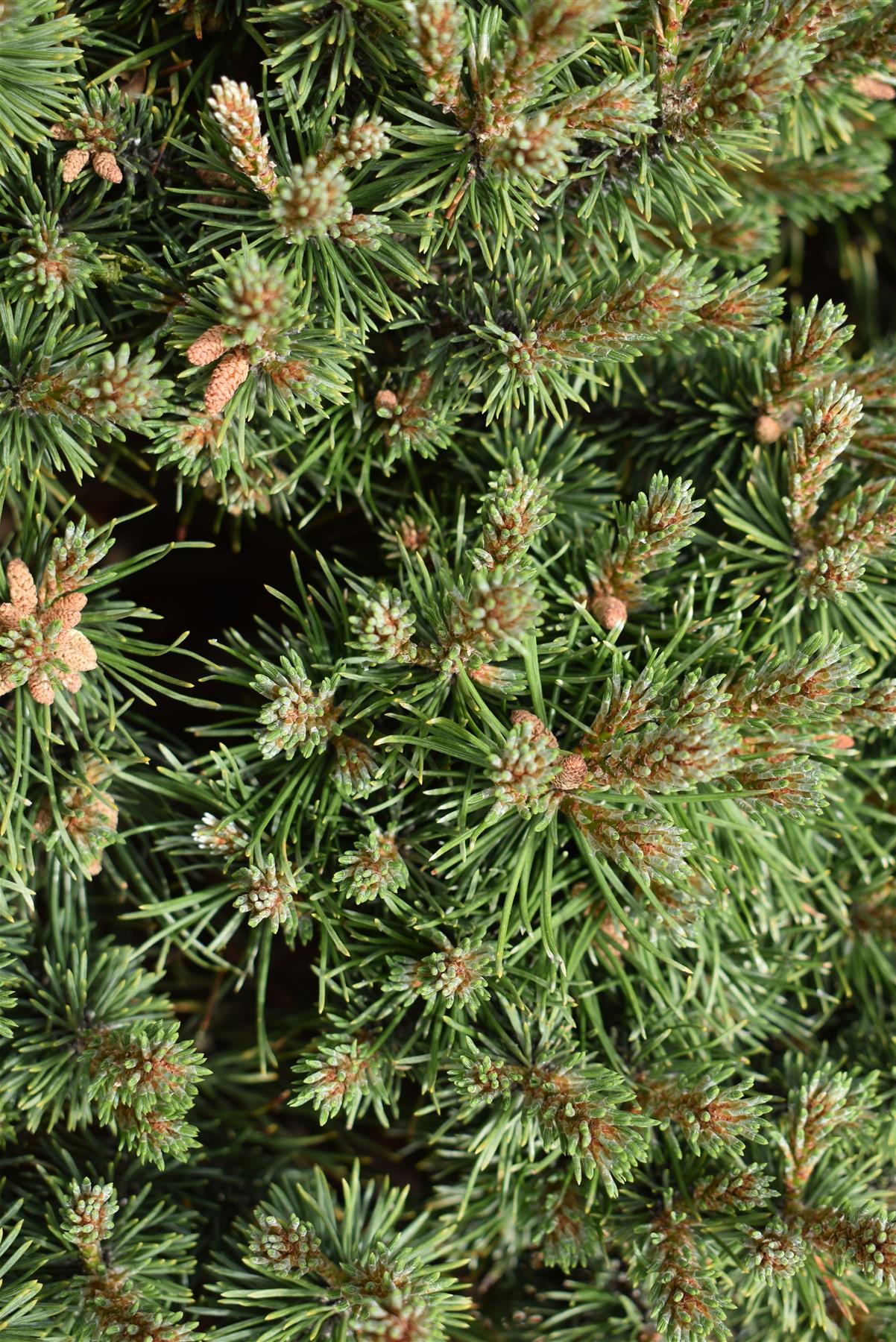 Pinus Mugo 'Mops' | Dwarf mountain pine - 70cm - 45lt
