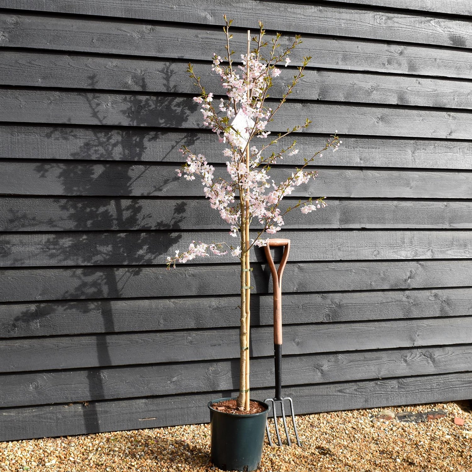 Prunus Pandora | Cherry 'Pandora' - Height 150-180cm - 12lt