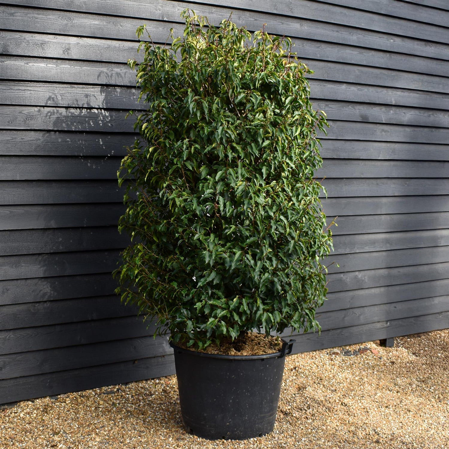 Portuguese Laurel | Prunus lusitanica 'Angustifolia'  - Bushy - Height 190-200cm - Width 110-120cm - 130lt