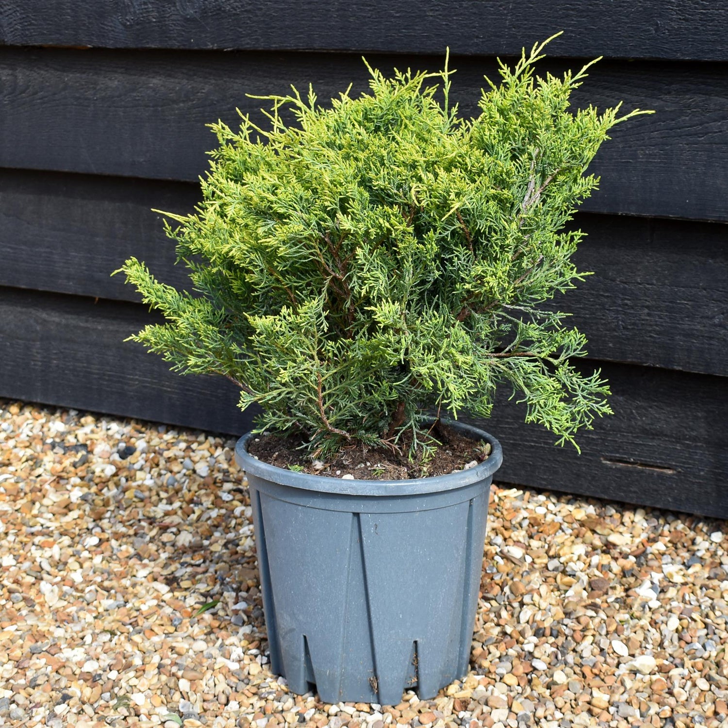 Juniperus x media 'Old Gold' -  Height 25-35cm - 10lt