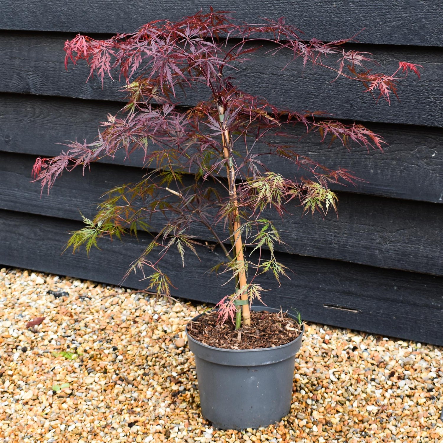 Japanese Maple | Acer palmatum 'Fire Cracker' - Tree - Height 60-70cm - 5lt