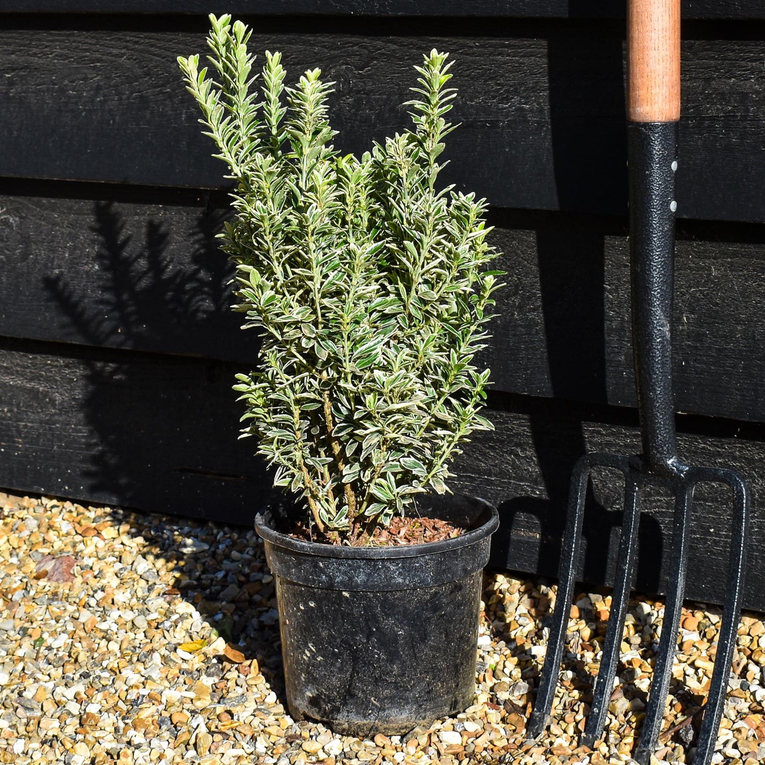 Euonymus japonicus 'Microphyllus Albovar' - Height 30-50cm - 2lt