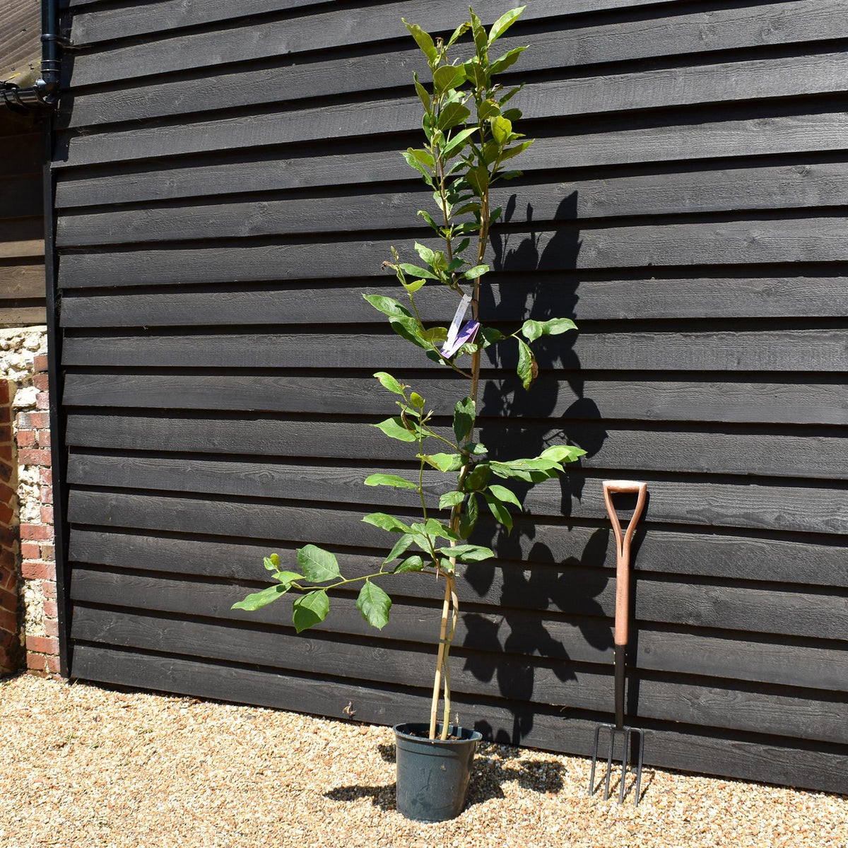 Magnolia x soulangeana | Saucer magnolia - Height 160-200cm - 10lt