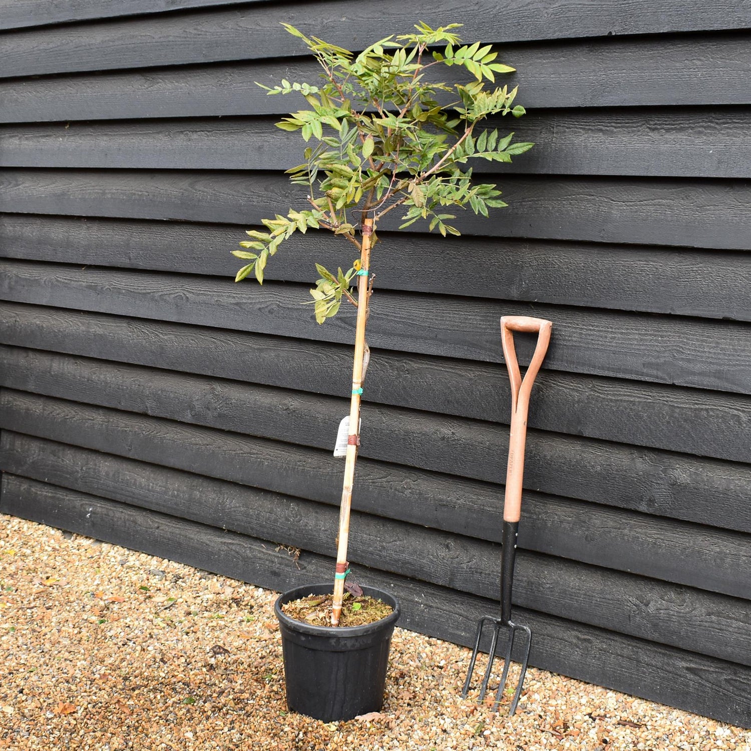 Wisteria brachybotrys 'Iko yama Fuji' Half Standard -Clear Stem - Height 130-150cm - 9lt