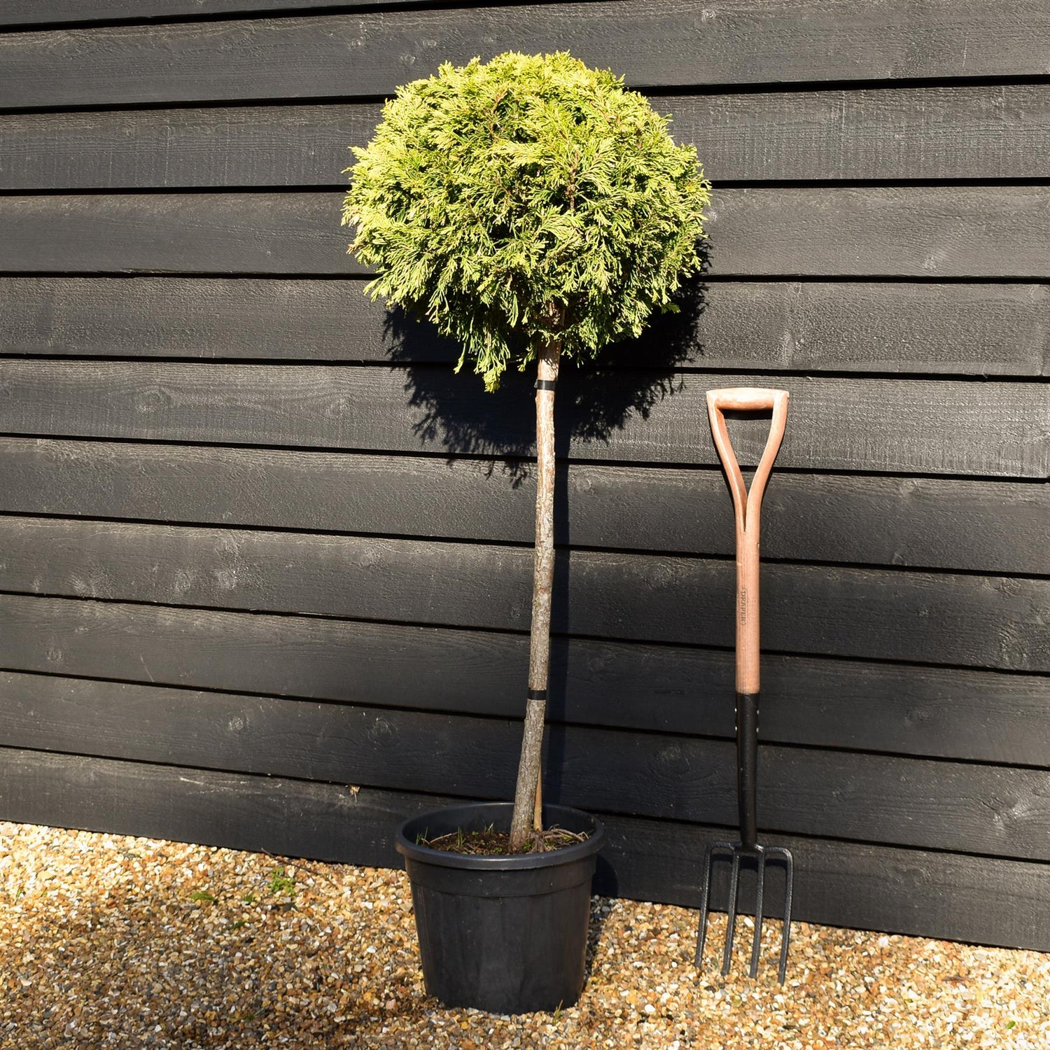 Cuprocyparis leylandii 'Gold Rider' 1/4 Standard - Clear Stem 80cm - Height 125cm - 20lt