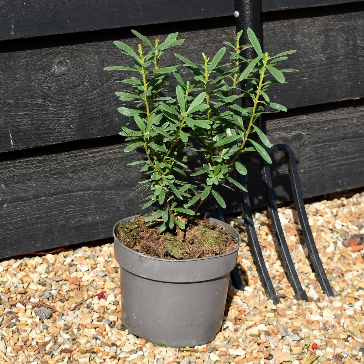 Daphne transatlantica Eternal Fragrance - Height 20-35cm - 2lt