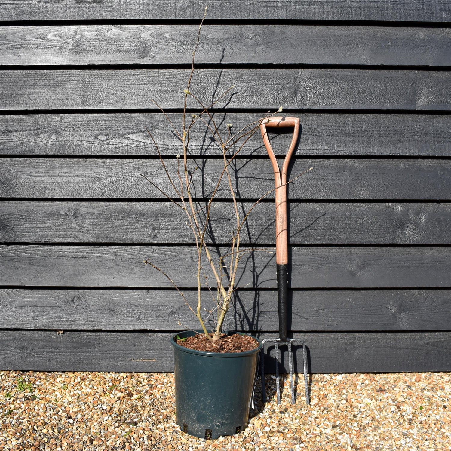 Magnolia Stellata - Bushy -  Height 80-100cm - 12lt