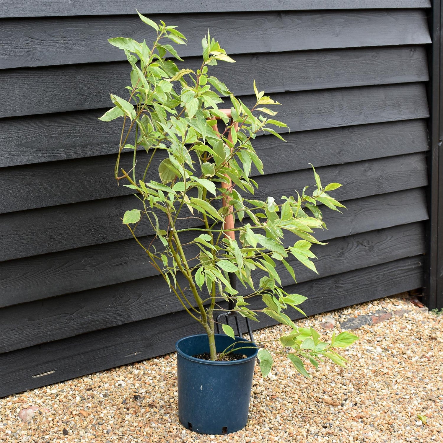 Cornus alba 'Gouchaultii' | Dogwood 'Gouchaultii' - 70-100cm, 12lt