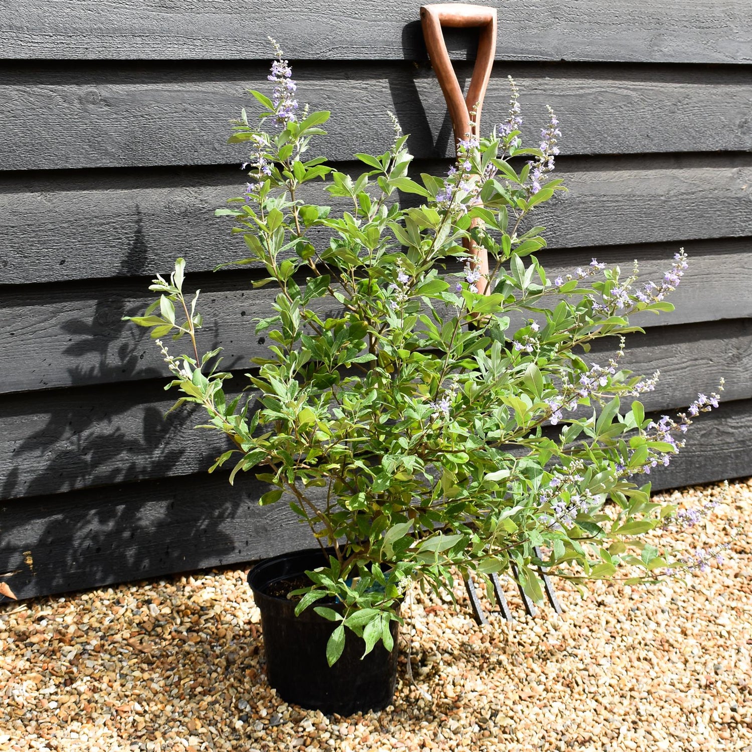 Vitex 'Chicagoland Blues' - Height 40-60cm - Bushy - 5lt