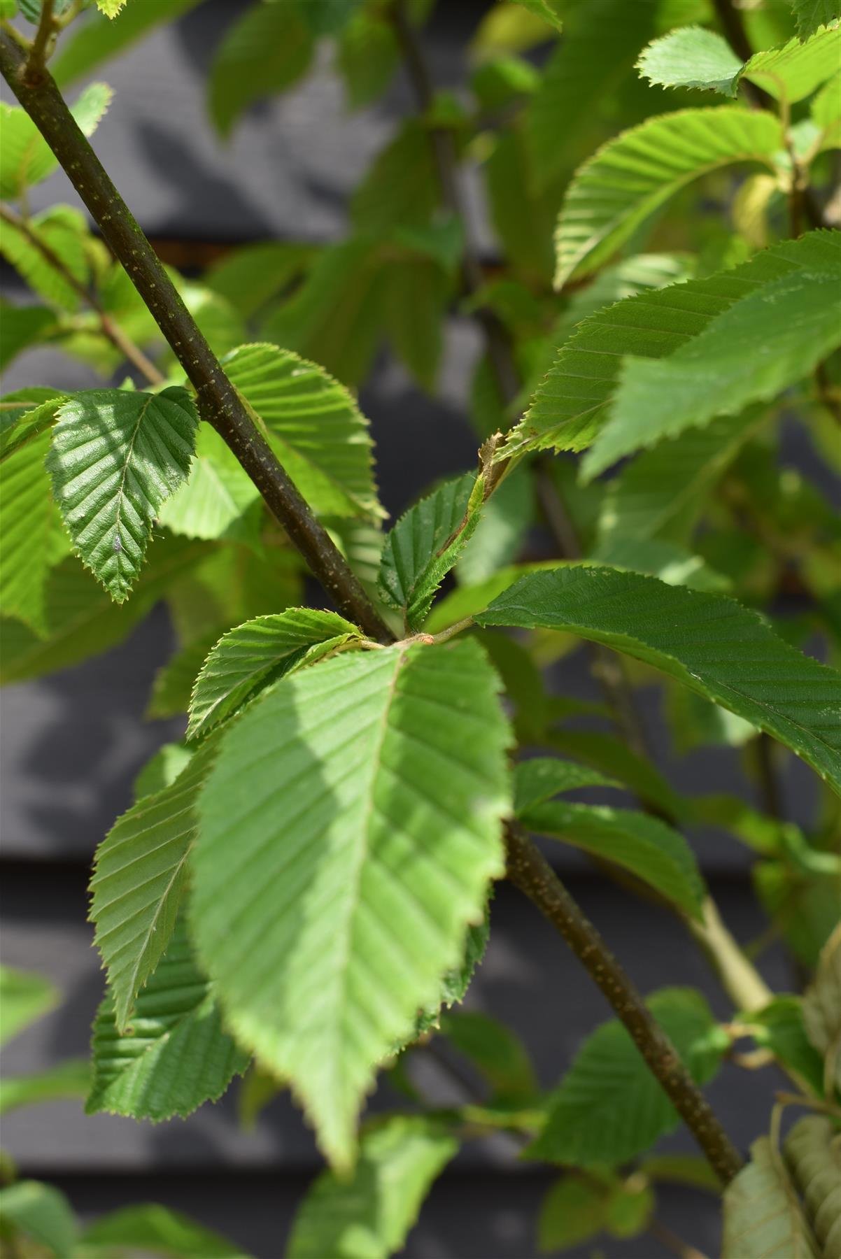 Hornebean Fastigata | Carpinus betulus 'Fastigiata'  - 220-240cm - 20lt
