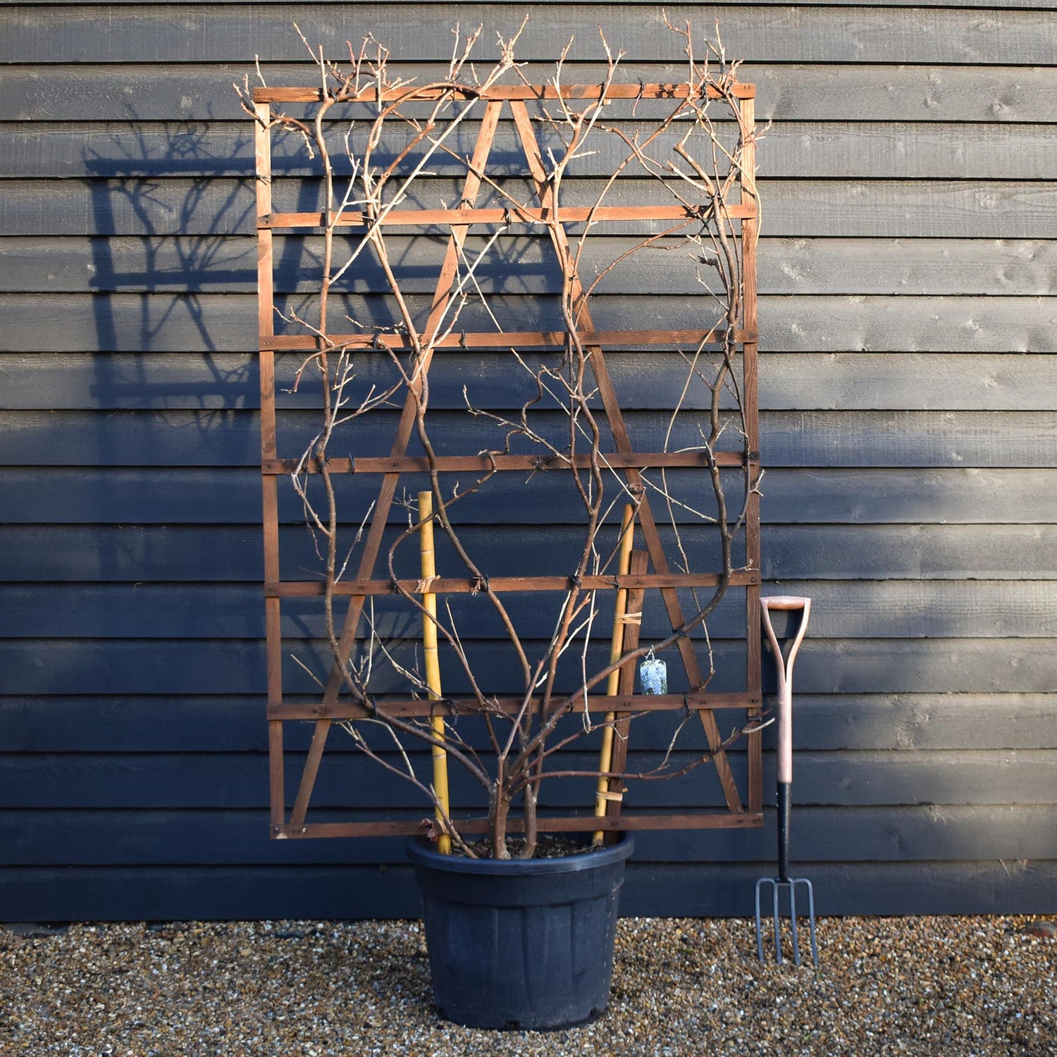 Wisteria sinensis 'Prolific' | Chinese Wisteria Purple - Frame (H) 180cm x (W) 120cm - Height 180cm -70lt