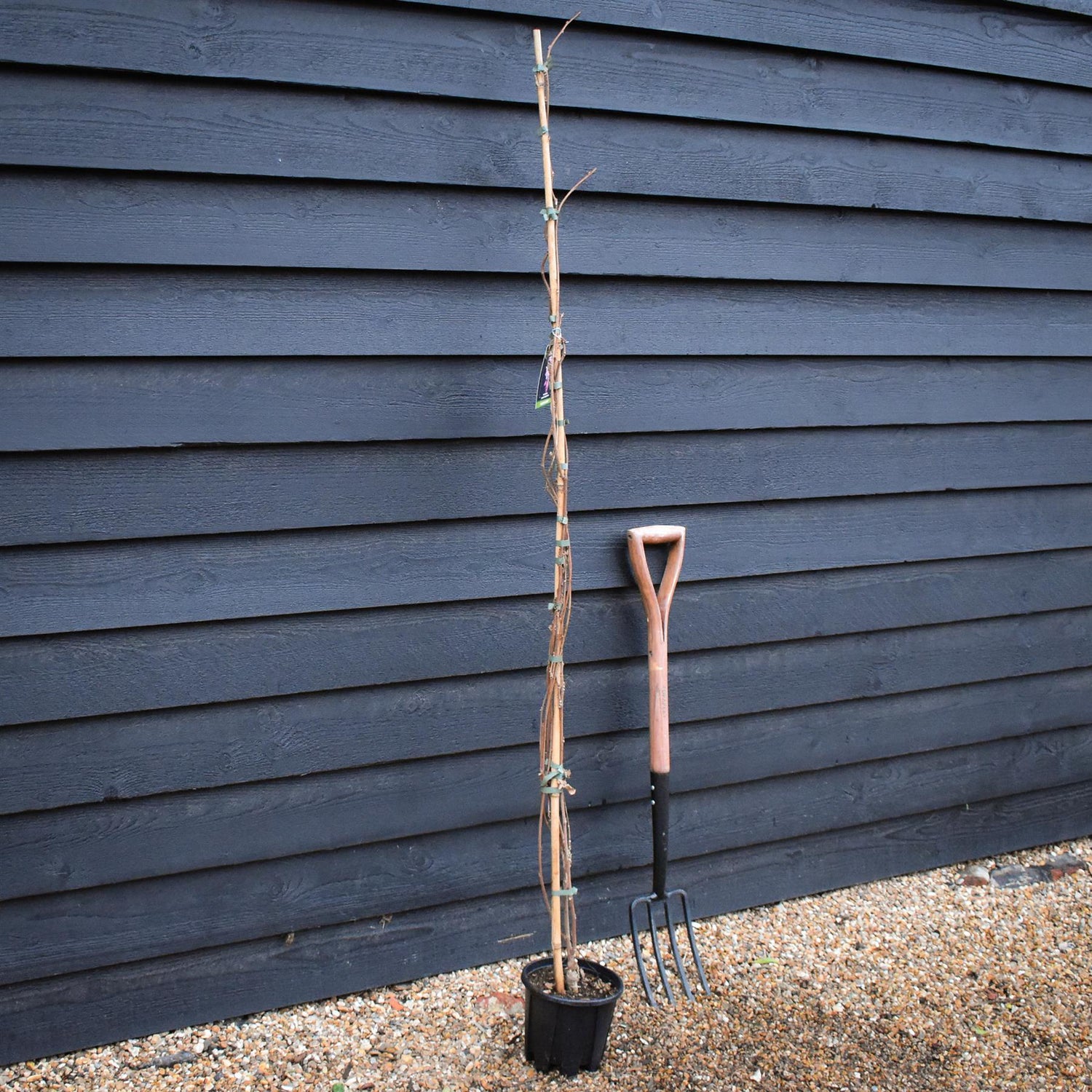 Wisteria brachybotrys 'Showa-beni' | Silky Wisteria 'Showa-beni' - Cane - Height 150-200cm - 3lt