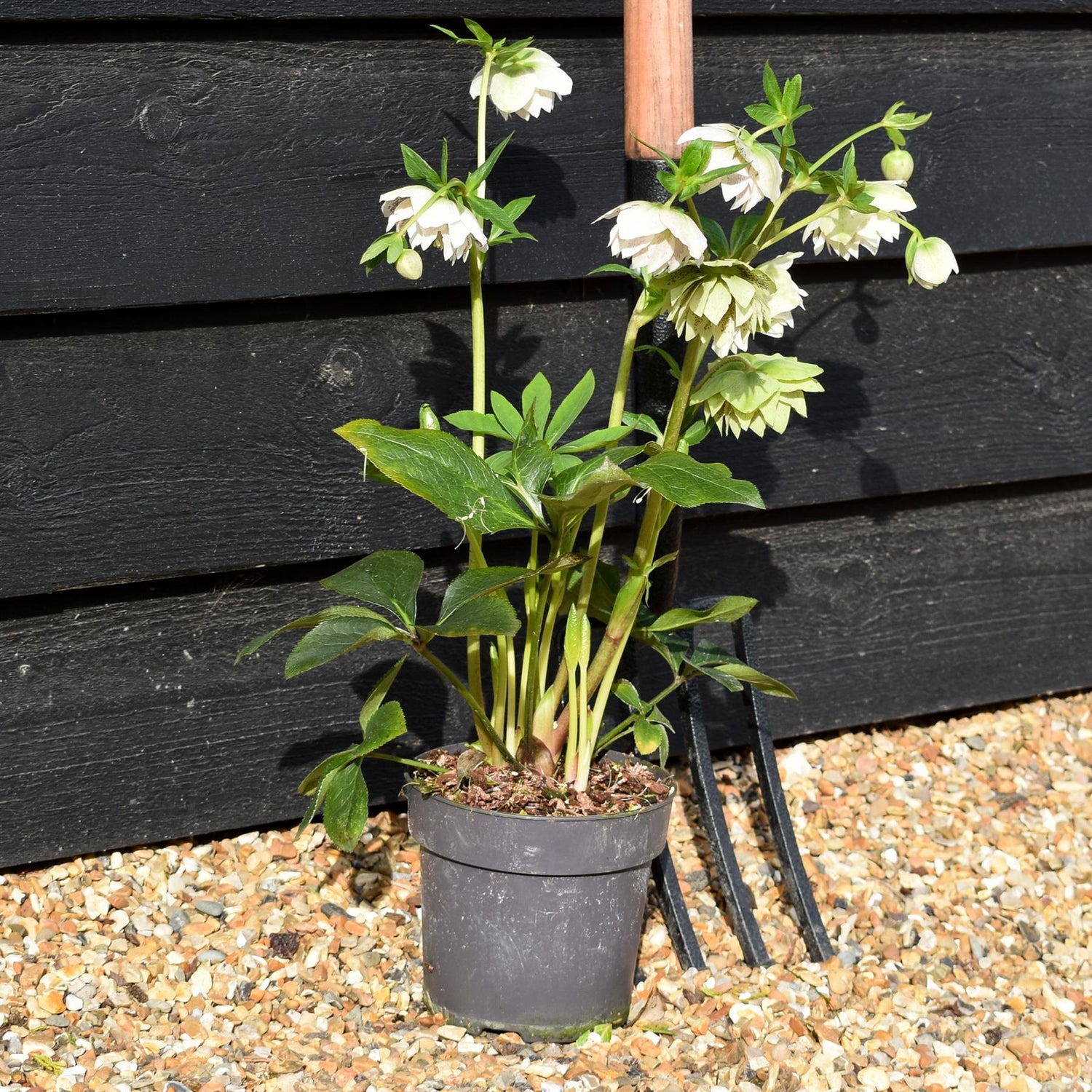 Helleborus x hybridus 'Cinderella' - Semi-Evergreen Perennial - Height 40-50cm - 2lt