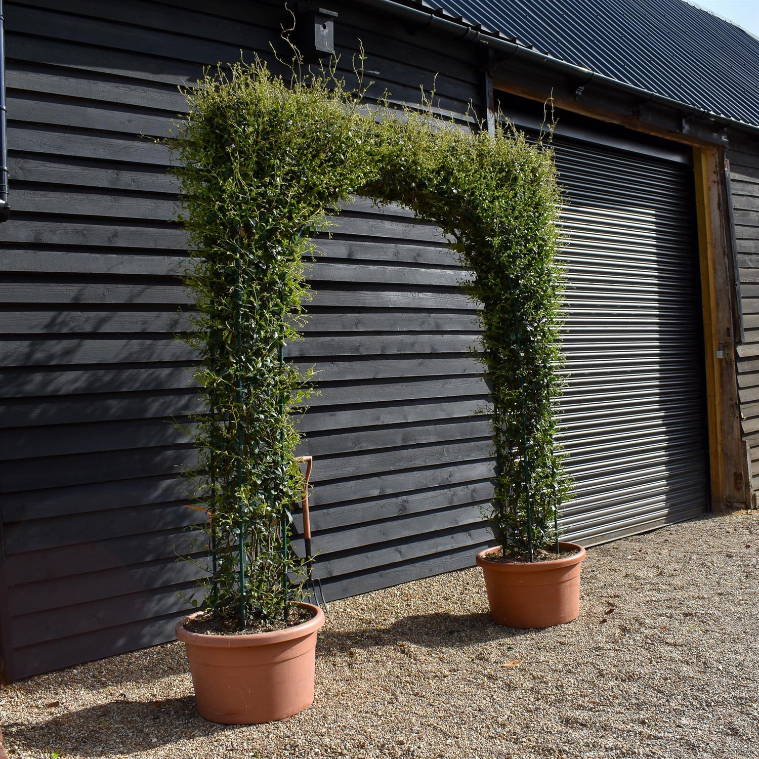 Star Jasmine |  Trachelospermum jasminoides - Column Arch - Height 300cm - 130lt