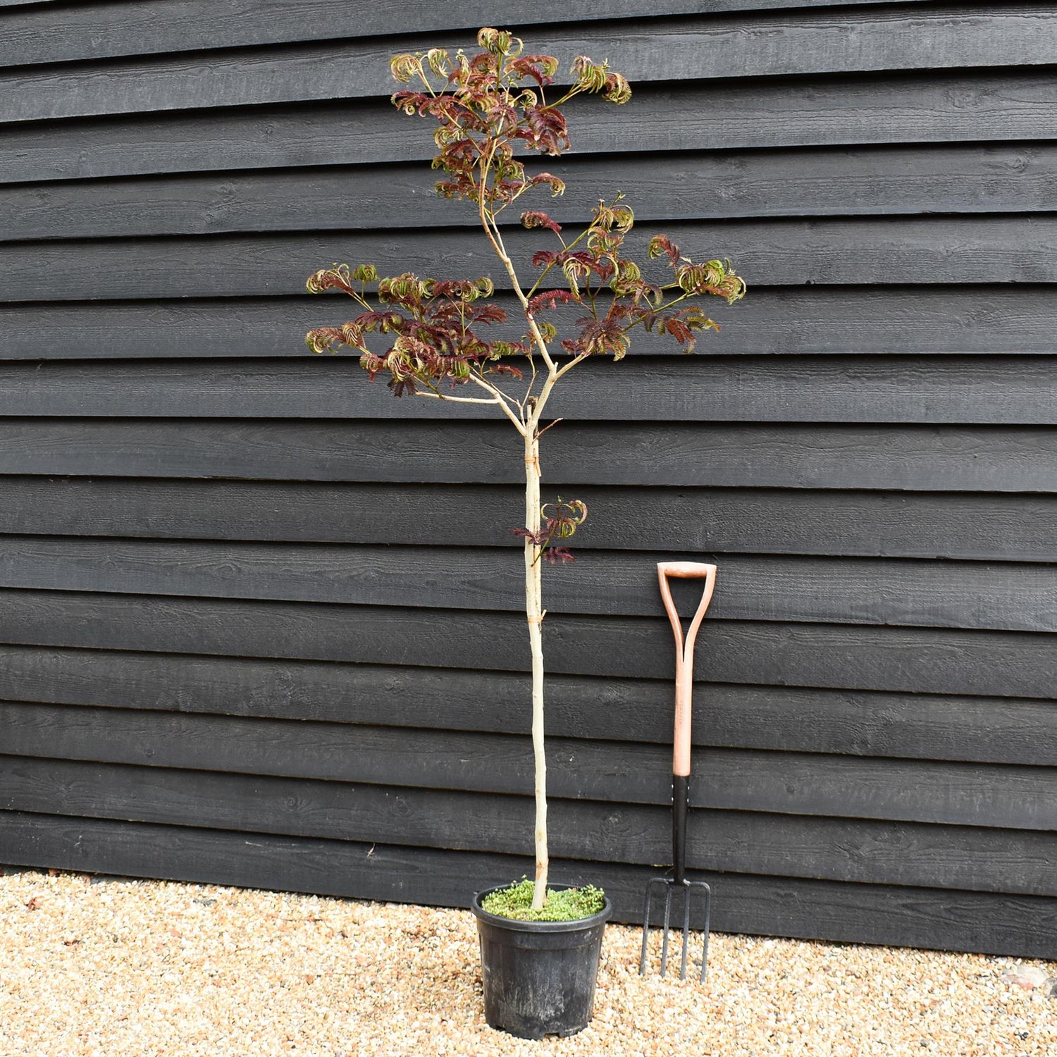 Albizia Julibrissin Summer Chocolate | Silk Tree -  Height 140-150cm - 15lt