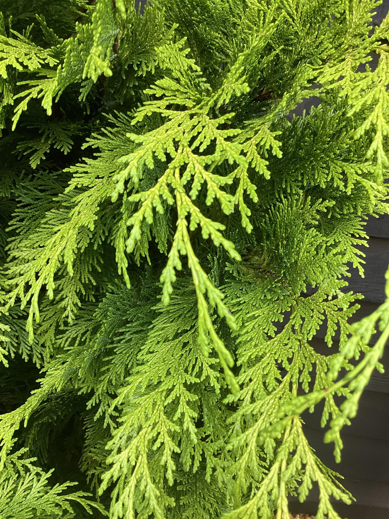 Chamaecyparis lawsoniana 'Stardust' | Lawson's cypress 'Stardust' - 170-180cm - 20lt