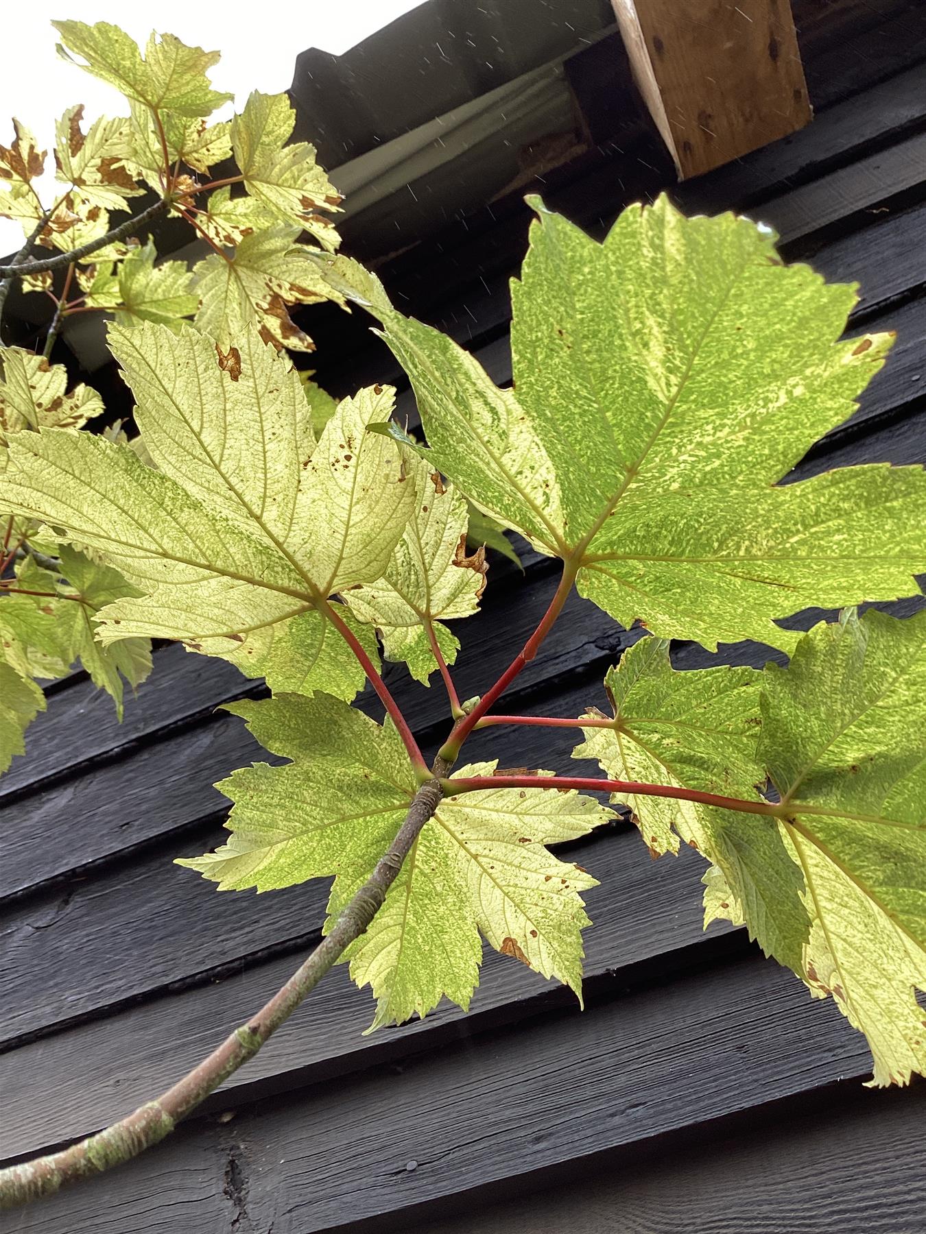 Acer Pseudoplatanus Simon Louie Ferer | Variegated sycamore 'Simon-Louis Frères' - 310-340cm, 50lt