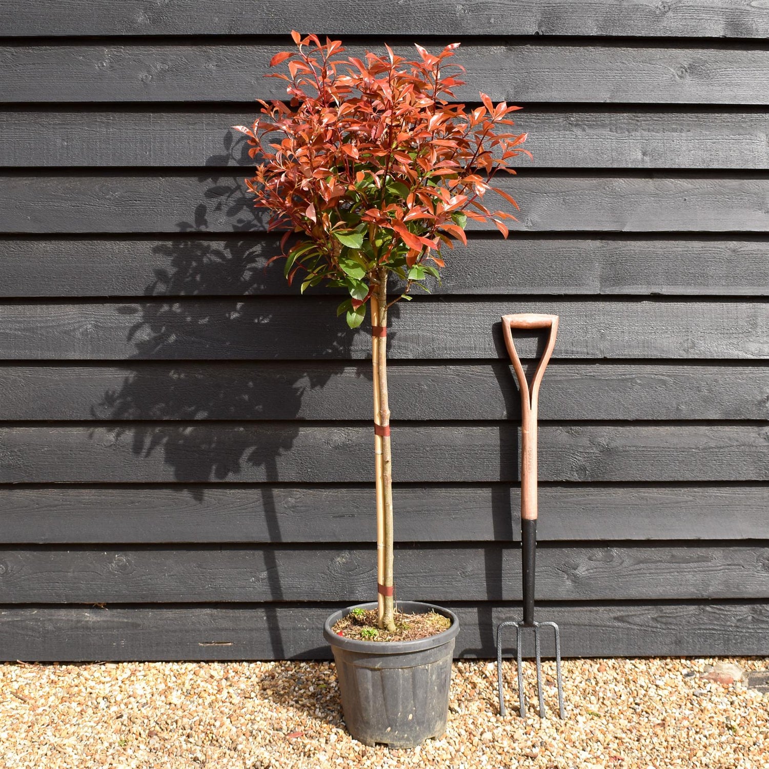 Photinia Red Robin | Christmas berry 'Red Robin' - Half Standard - Clear Stem 70-80cm - Height 130-150cm - 15lt