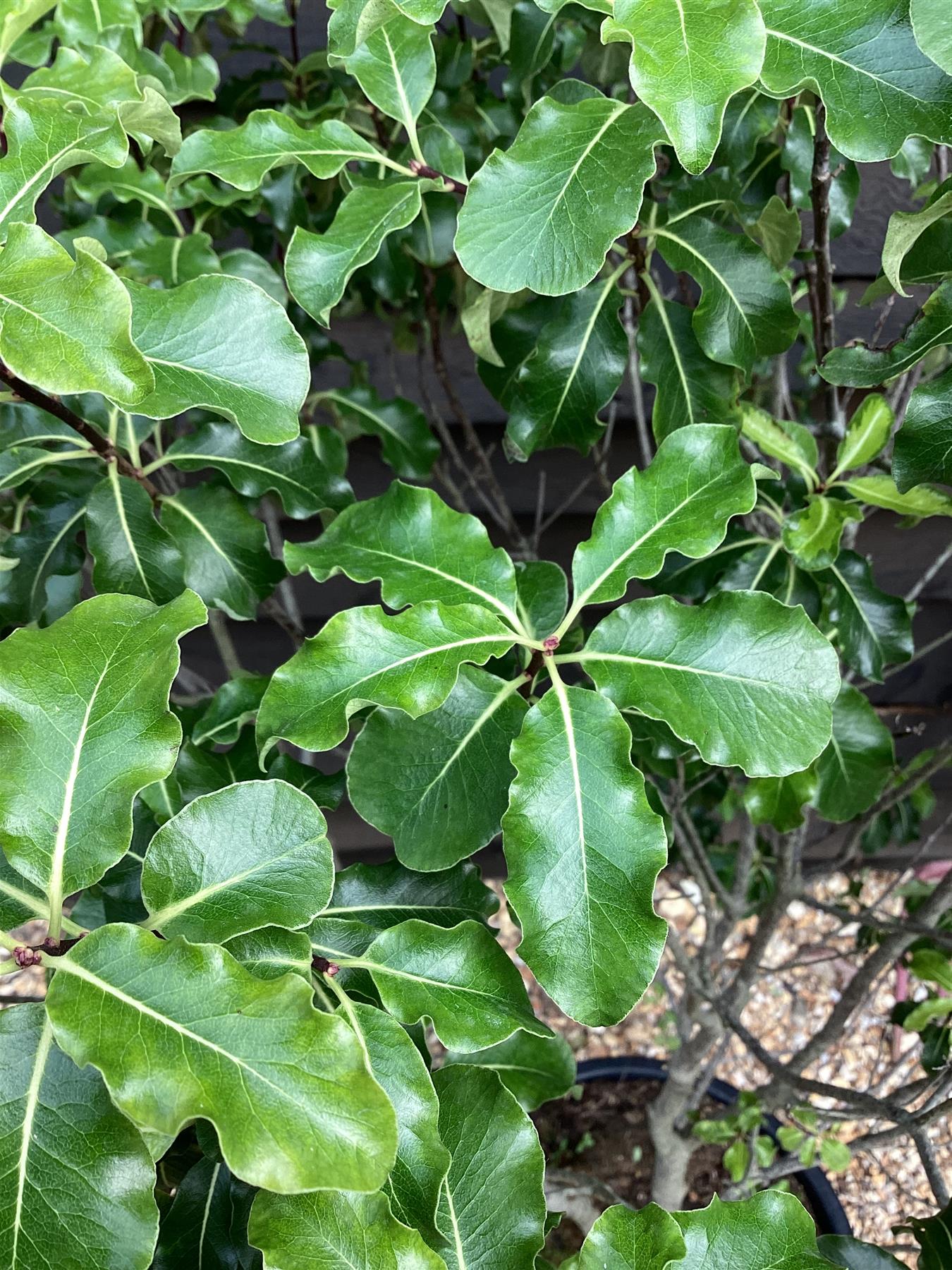 Pittosporum Gold King - 120-150cm - 30lt