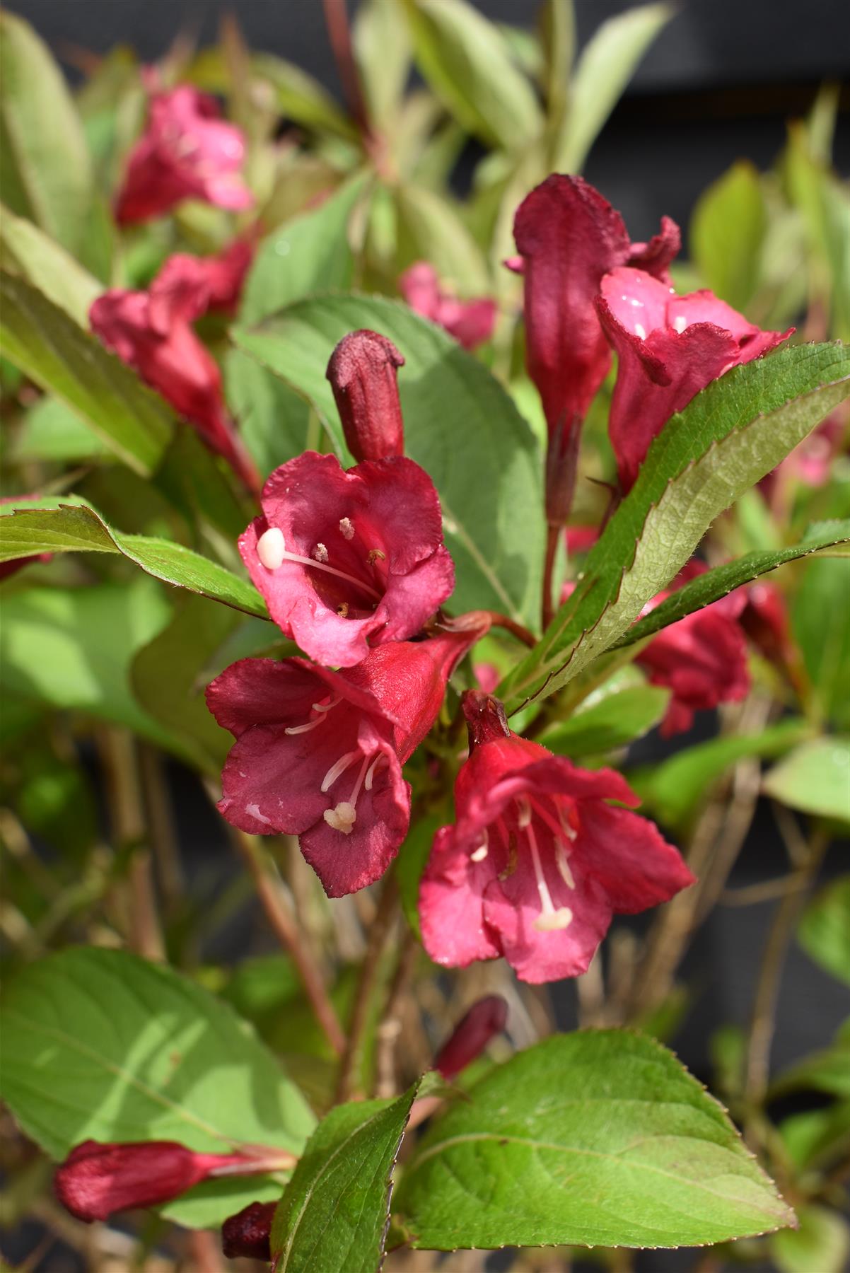 Weigela The Flower of Cherry - 10-20cm, 2lt