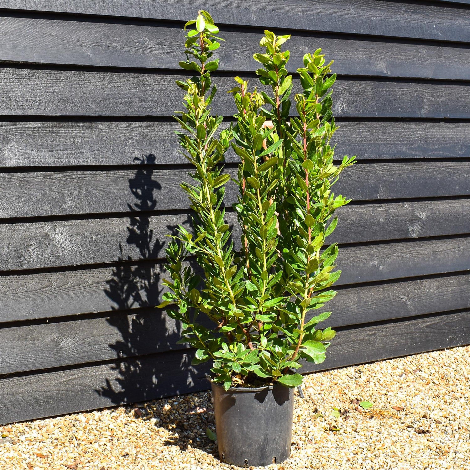 Strawberry Tree Shurb | Arbutus unedo - Bush - Height 80-100cm - 10lt