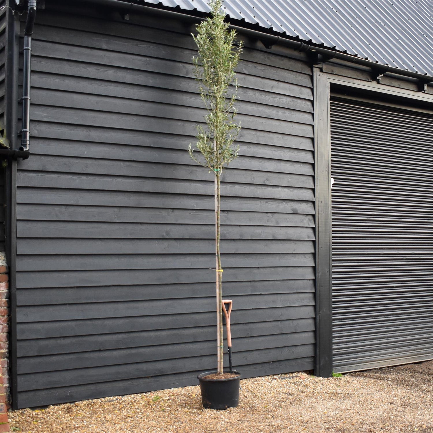 Olive Tree |Olea Europea - Standard - Girth 6-8cm - Clear Stem 180cm - Height 350-380cm - 40lt