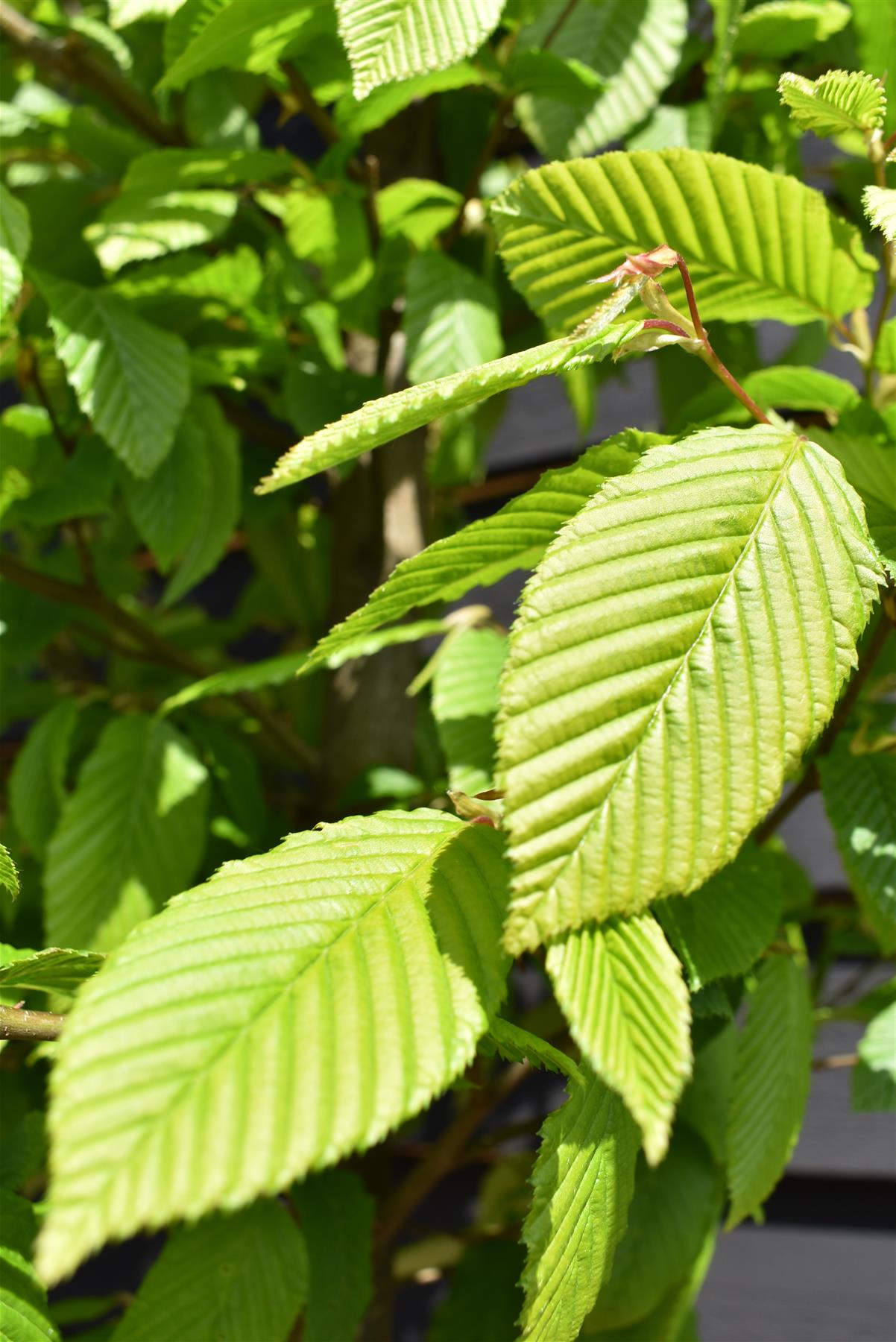 Carpinus betulus | European Hornbeam - 300-350cm, 35lt