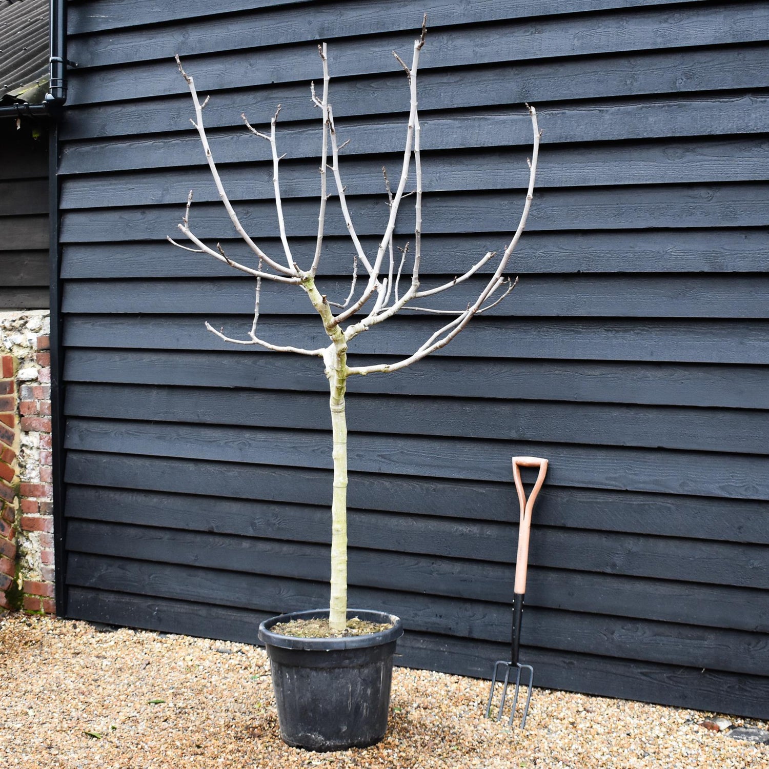 Fig -Ficus carica 'Brown Turkey' - Half Standard - Clear Stem 80-90cm - Height 200-220cm - 55lt