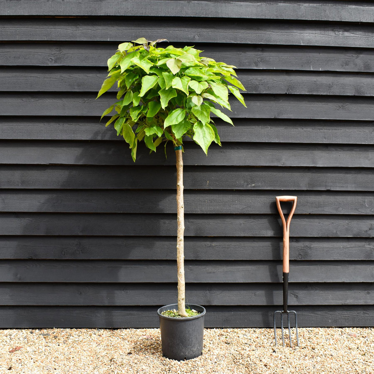 Arandel Tree Indian bean tree | Catalpa Bungei - Clear Stem - 100-120cm - Top Graft ...