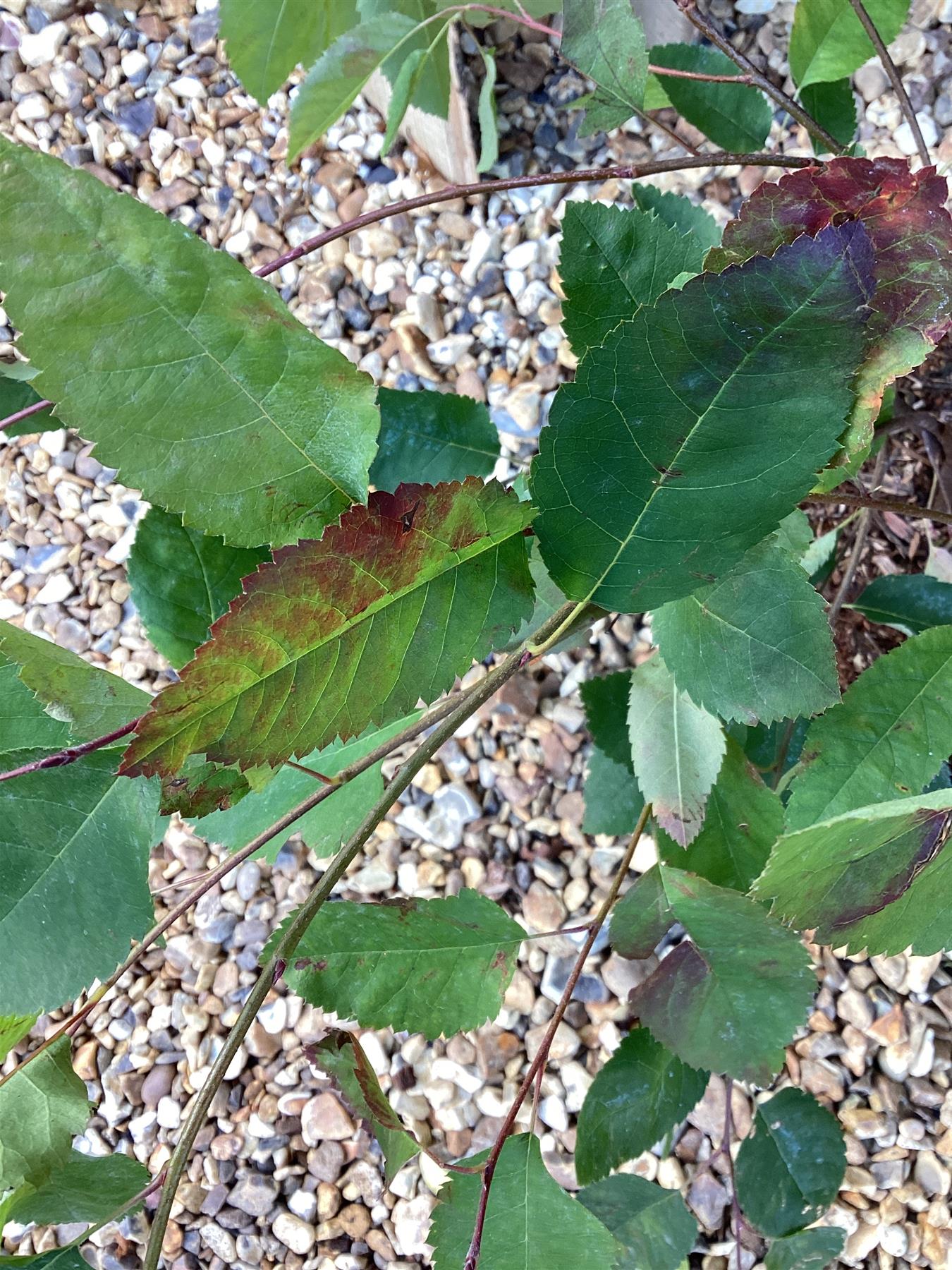 Amelanchier lamarckii | Juneberry - 55-65cm, 2lt