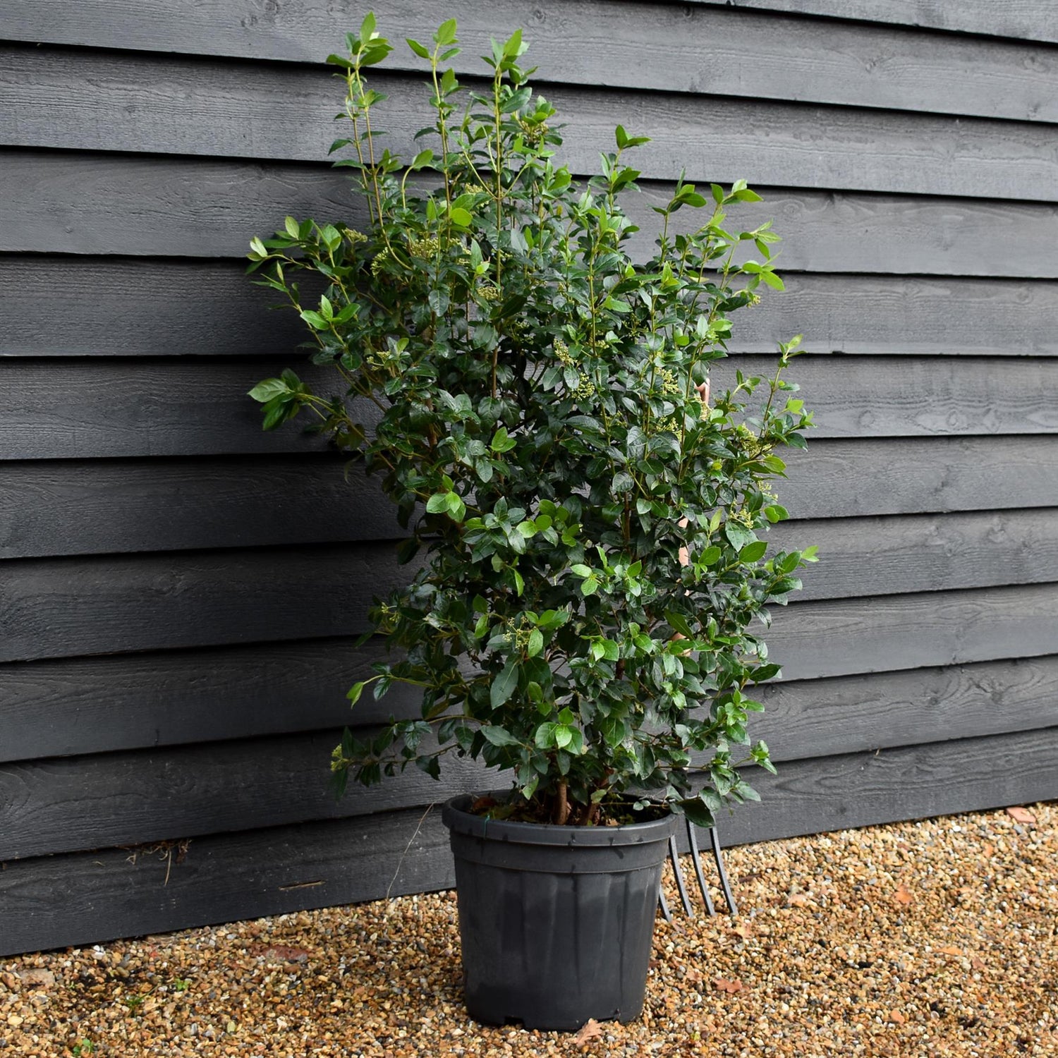 Viburnum tinus Eve Price - Shrub - Height 120-130cm - 25lt