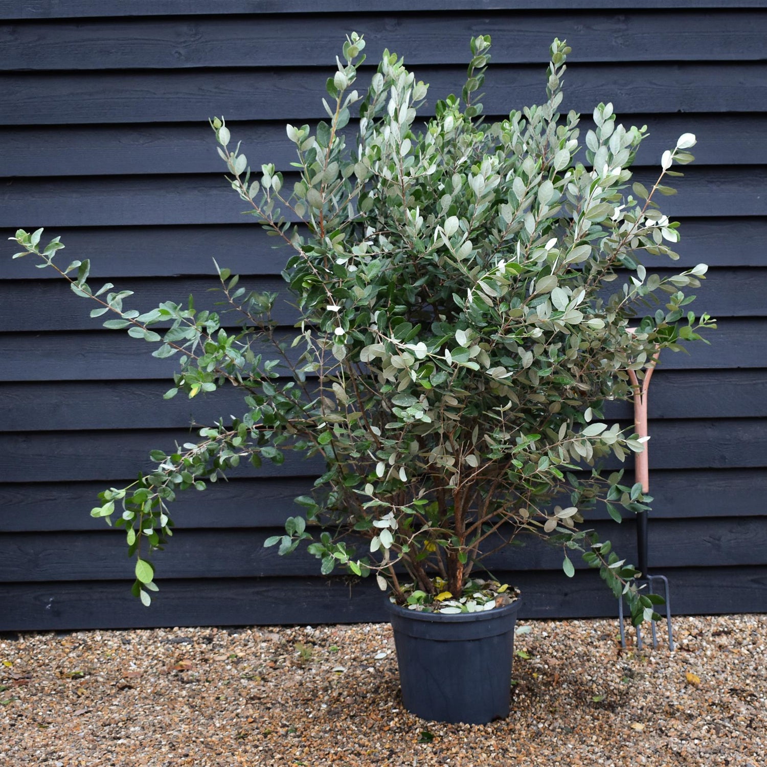 Feijoa (acca) sellowiana | Pineapple Guava Tree - Bushy - Height 140-150cm- 25lt