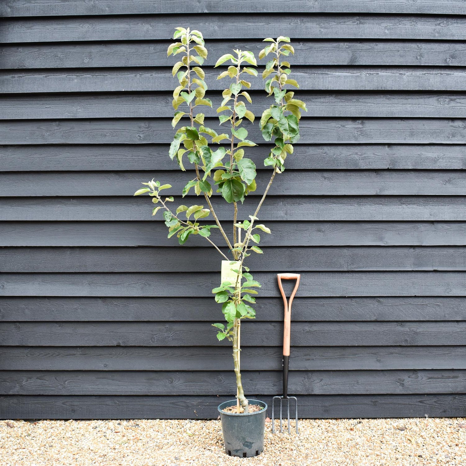 Apple tree 'Cox Orange Pippin' | Malus domestica - MM106 - Semi-Dwarfing - 150-160cm - 10lt