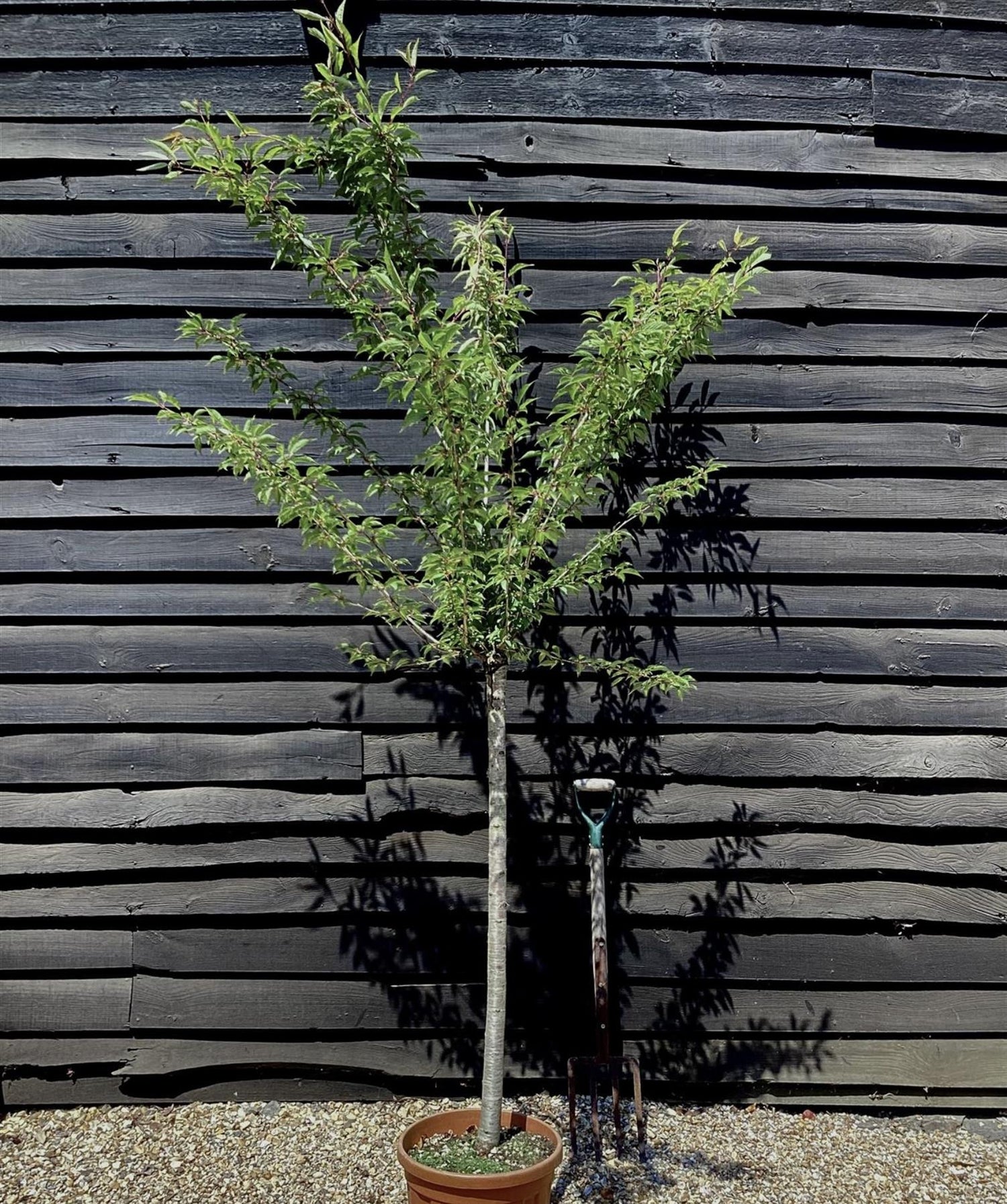 Prunus 'Okame' (cherry 'Okame') 1/2 Std Girth 10-12cm - 200-250cm, 25lt